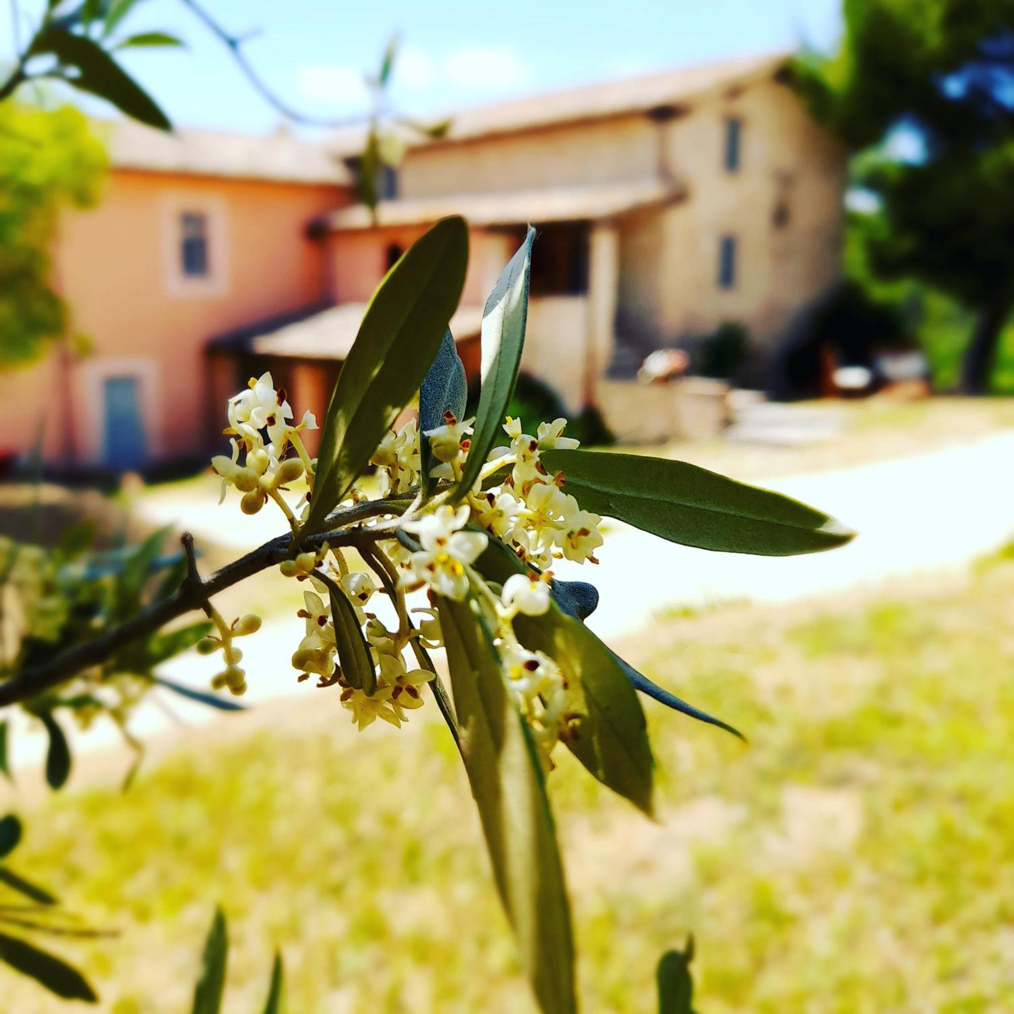 Tenuta San Felice 翁布里亚区贾诺 外观 照片